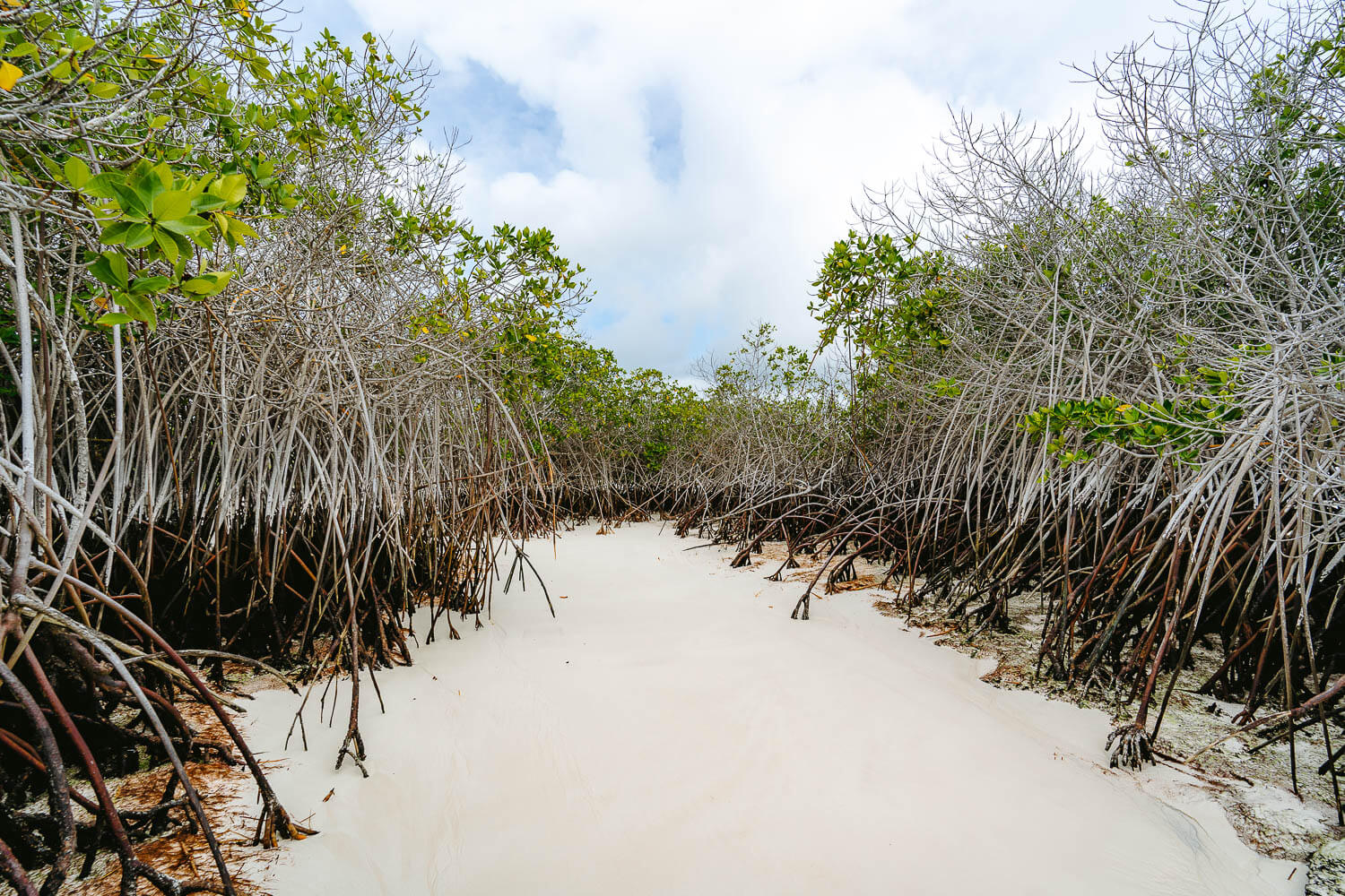 Mangrove at the entrance of Bahia Rosa Blanca Beach in San Cristobal