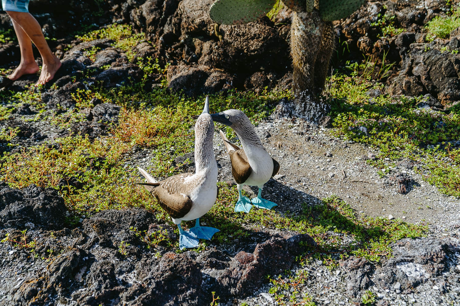 Two blue-footed boobies kissing