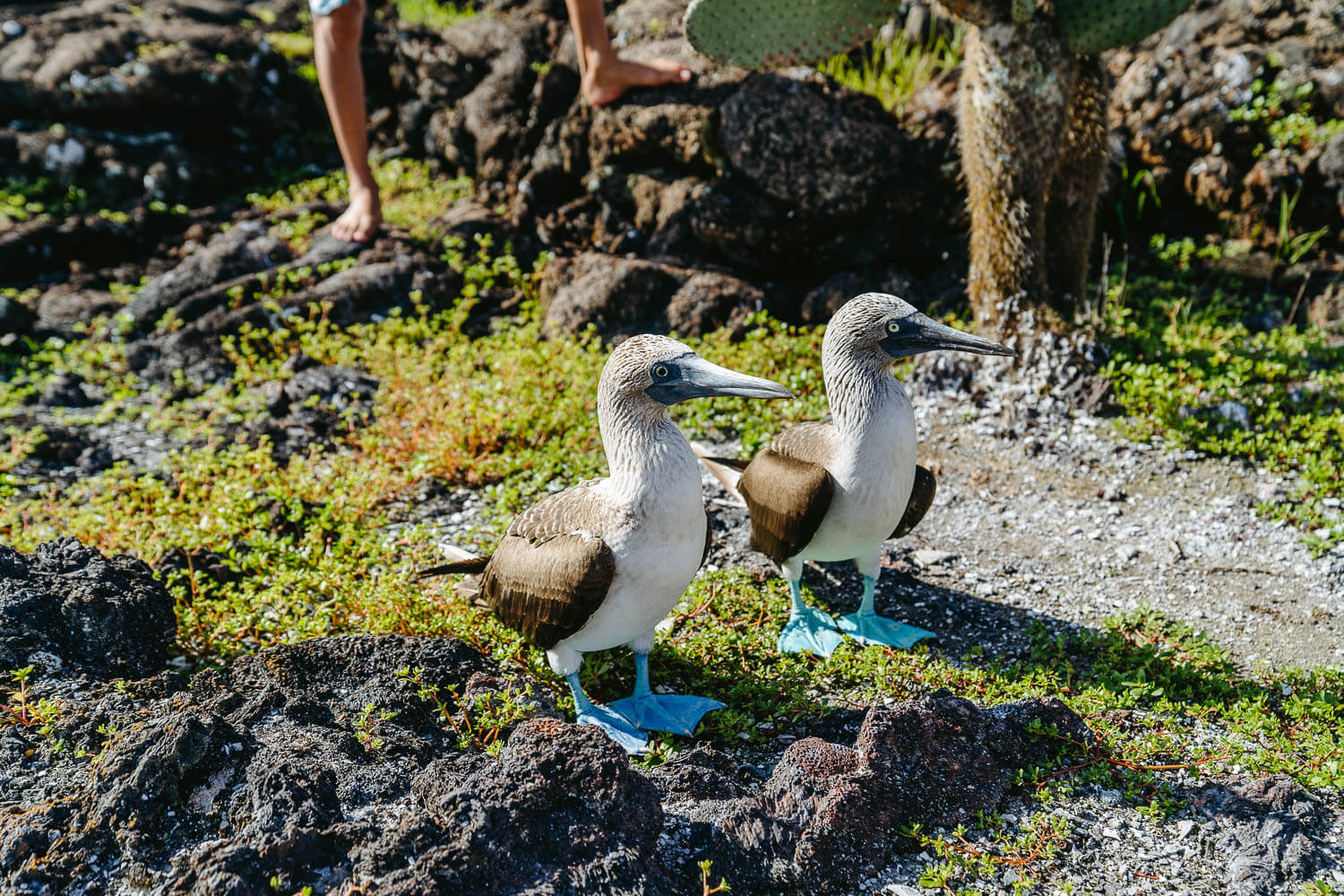 Two blue-footed boobies