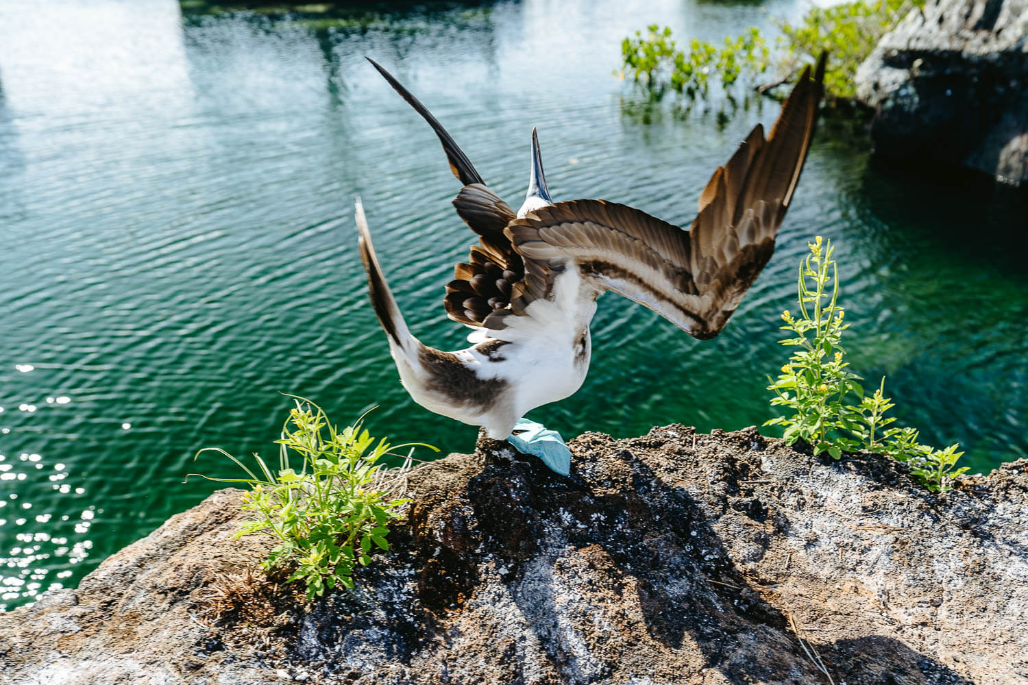 More mating moves from the blue-footed booby