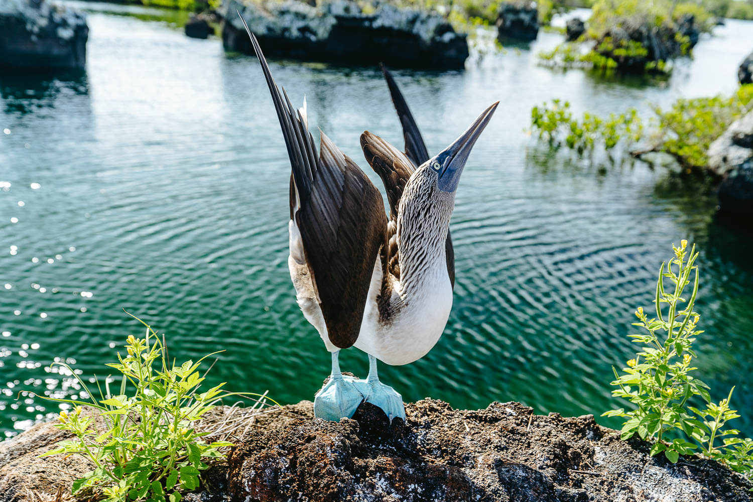 More mating moves from the blue-footed booby