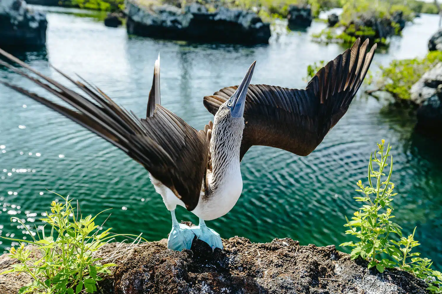 Mating moves from a blue-footed booby, how to spot wildlife, one of the things to know before visiting the Galapagos Islands
