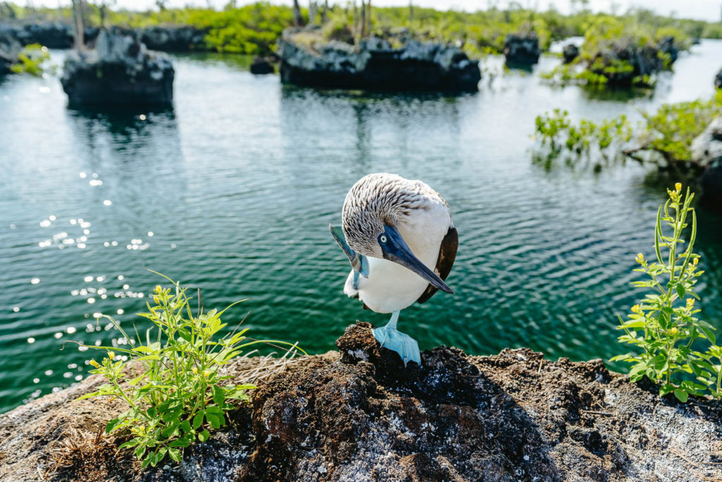 A Blue footed booby in Los Tuneles tour