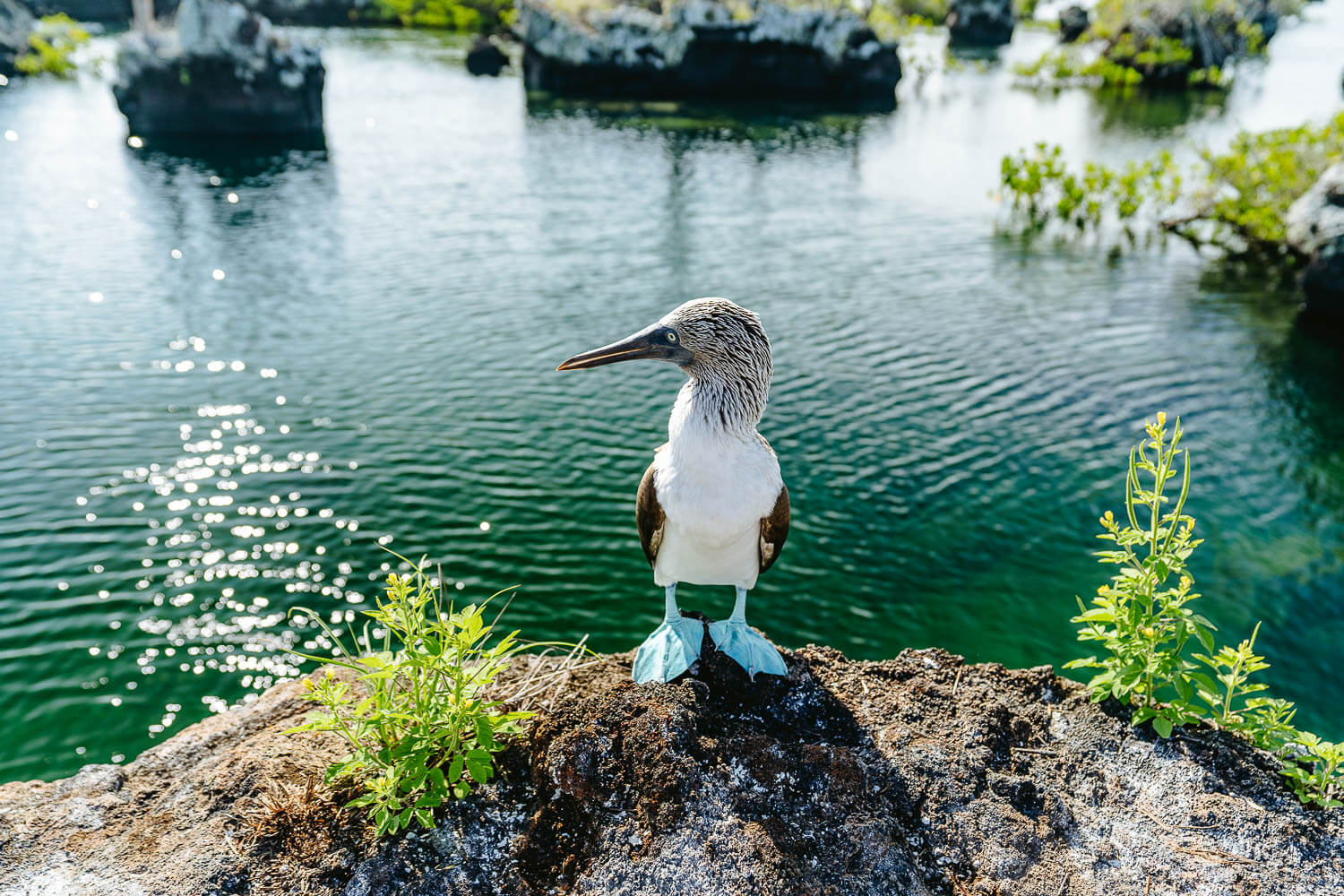 A blue-footed booby in Los Tuneles tour