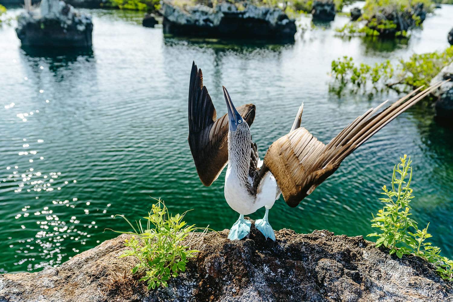 A blue-footed booby trying to call a female's attention