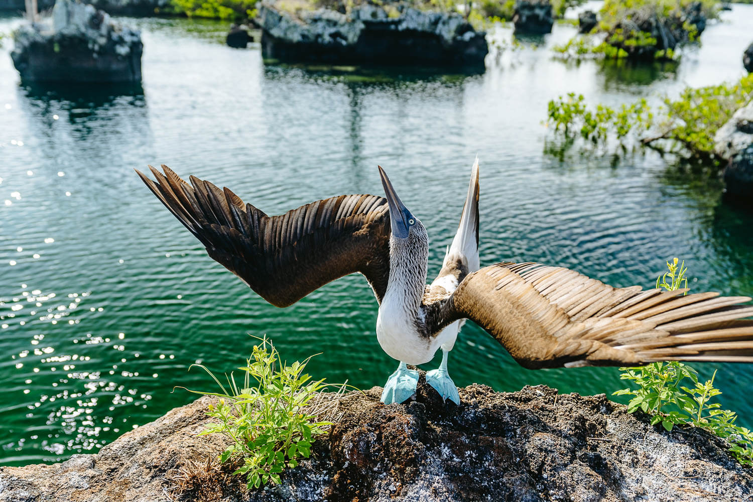 A blue-footed booby trying to call a female's attention