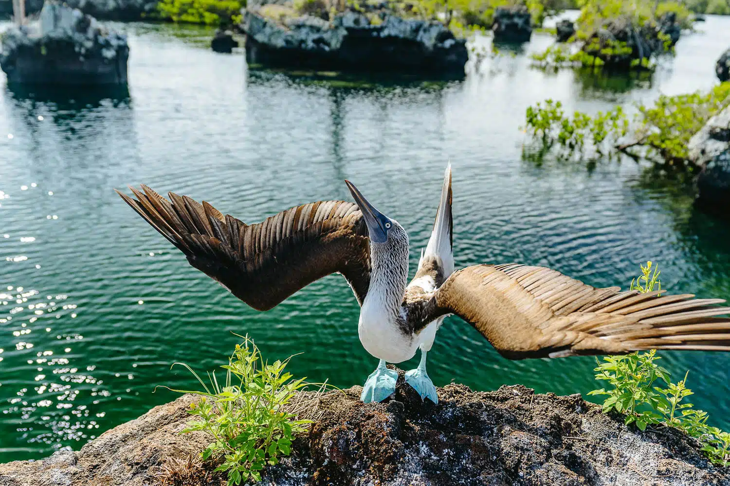 A blue-footed booby trying to call a female's attention