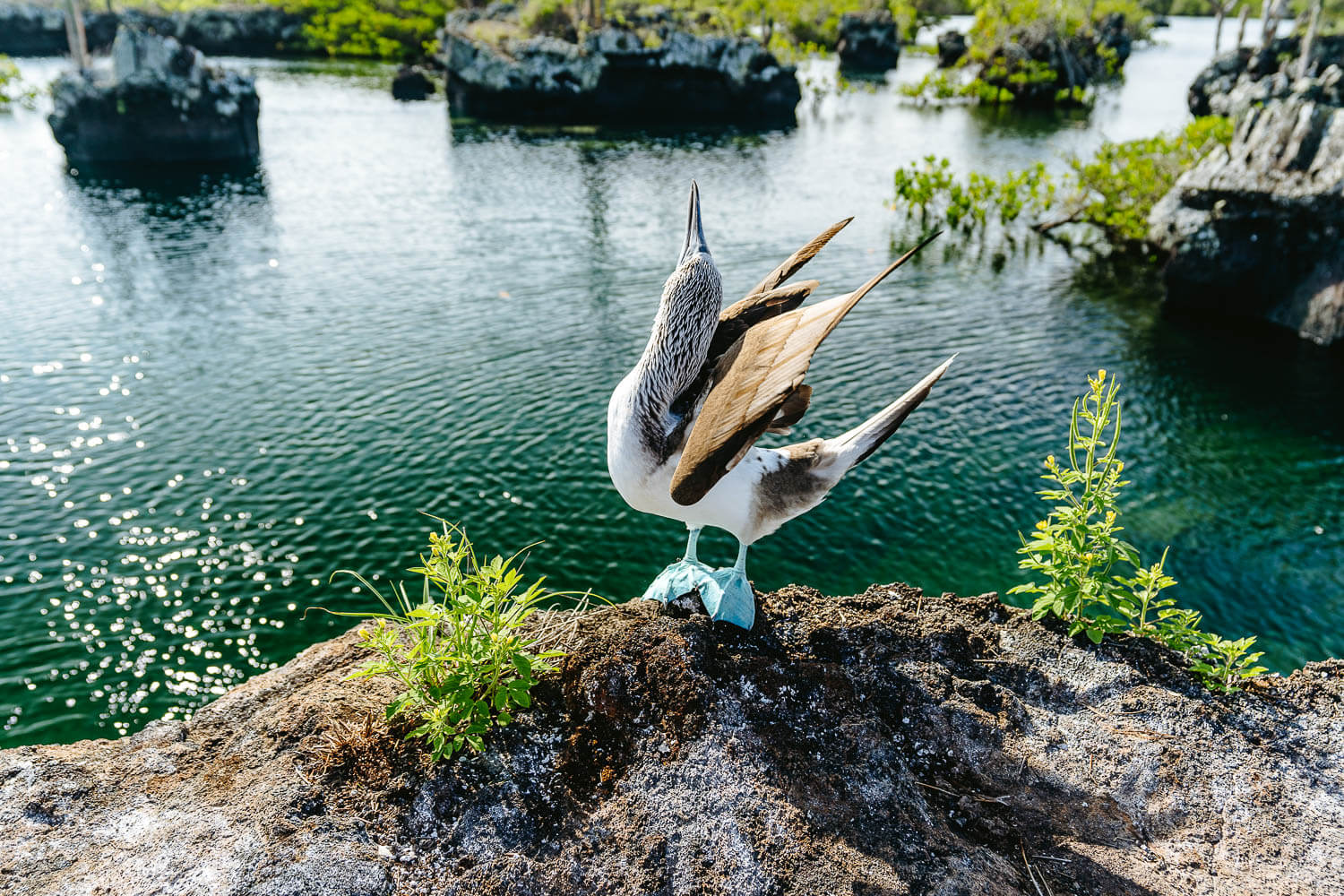 A blue-footed booby trying to impress the ladies