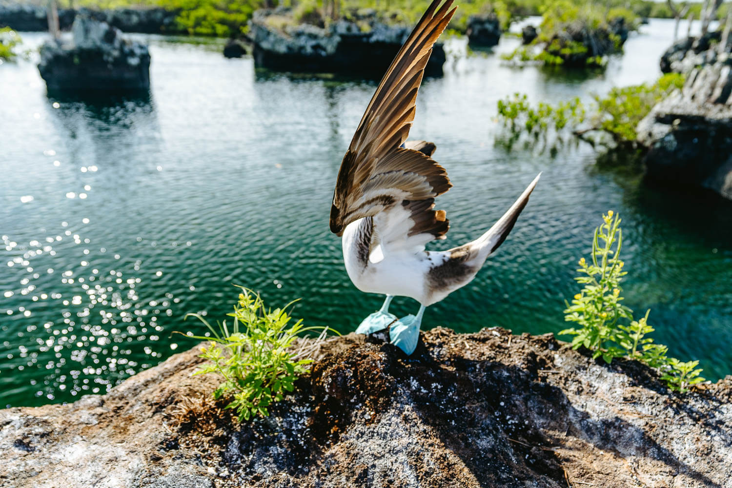 A blue-footed booby trying to call a female's attention