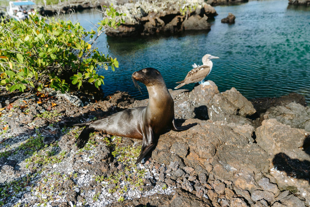 A cute baby sea lion and its friend a blue-footed booby