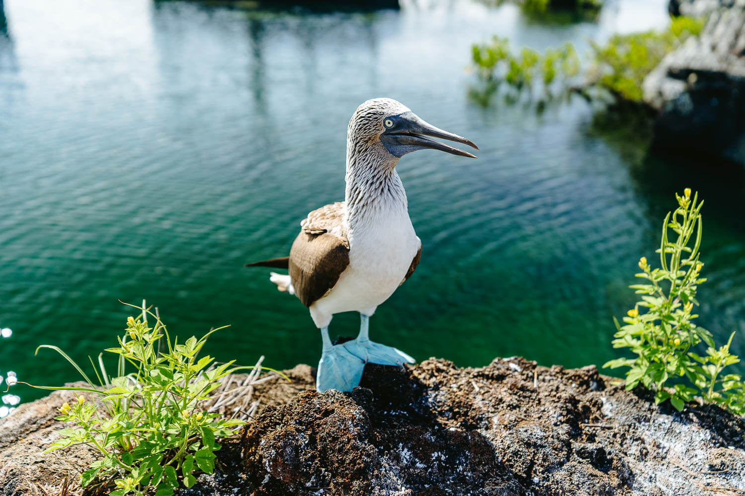 A blue-footed booby in Los Tuneles, Isabela, Galápagos