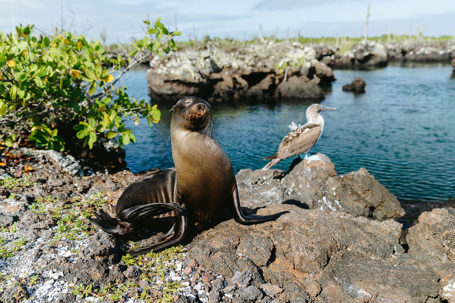 A cute baby sea lion and its friend a blue-footed booby on the Los Tuneles Tour, one of the best Tours in the Galápagos