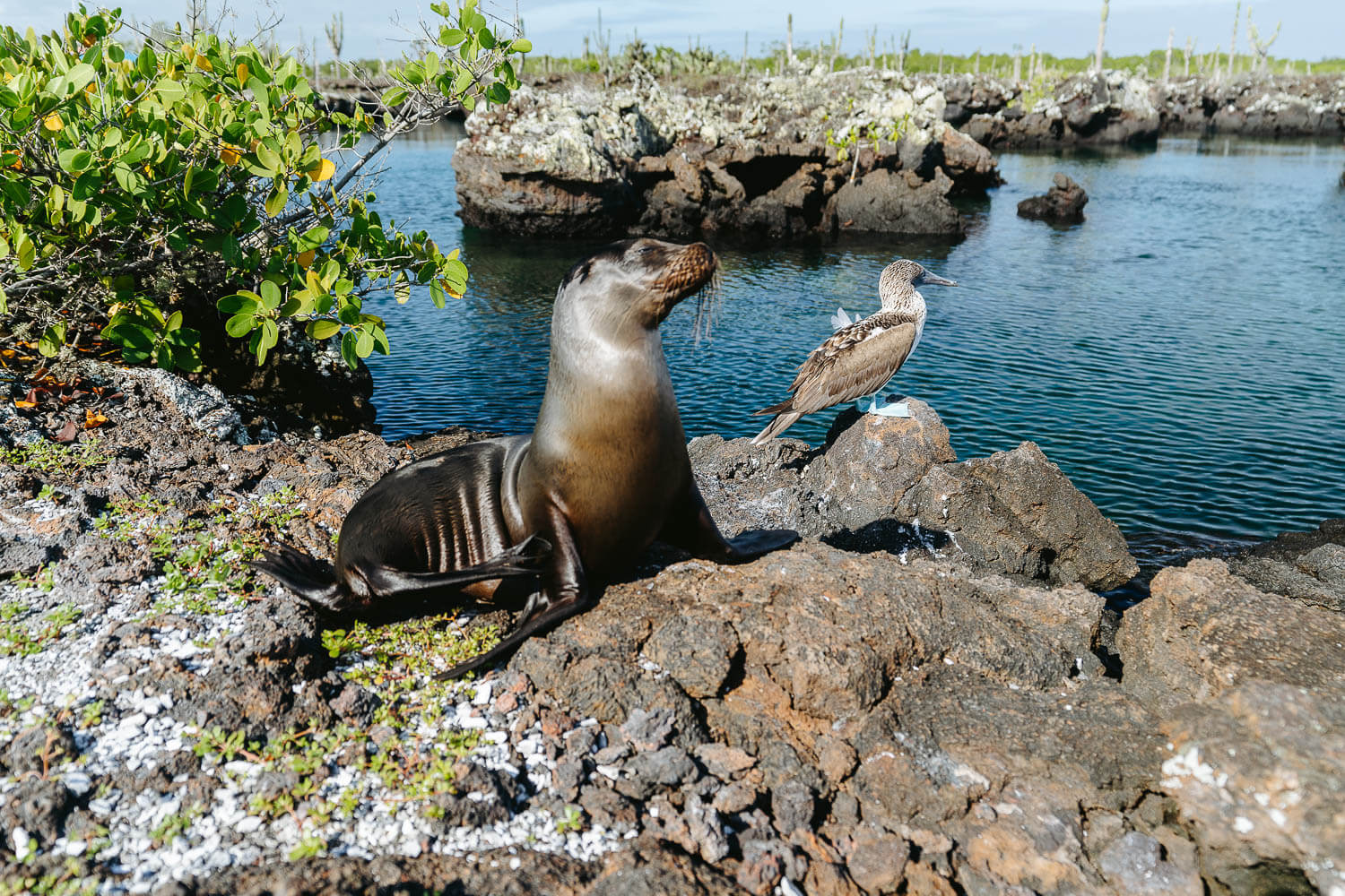 A posing baby sea lion and its blue footed booby friend