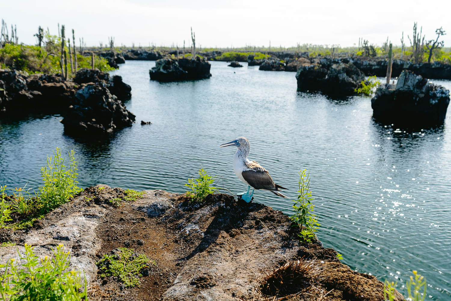 A blue-footed booby in Los Tuneles