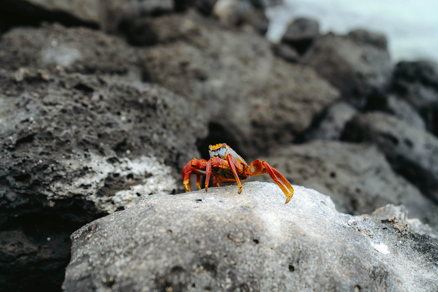 Grapsus Grapsus crap in the Galápagos