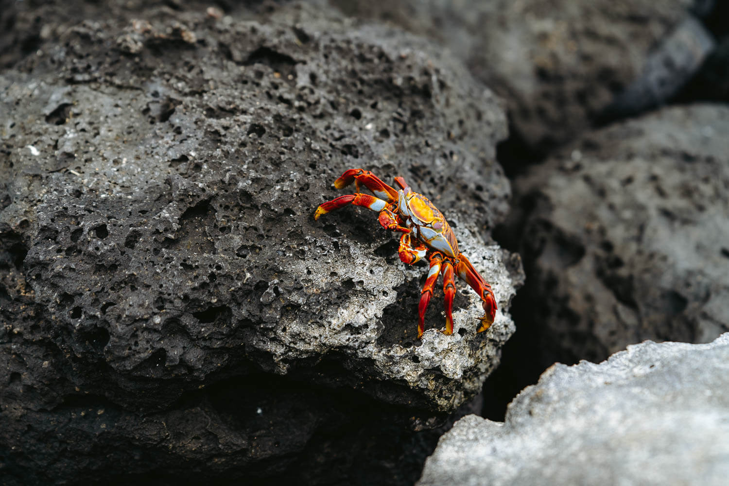 Grapsus Grapsus Crab in Santa Cruz