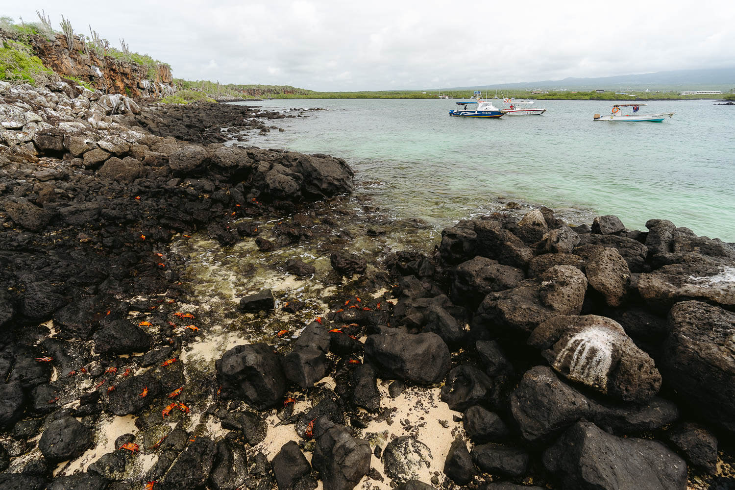 The area full of crabs in which you start the Bay Tour