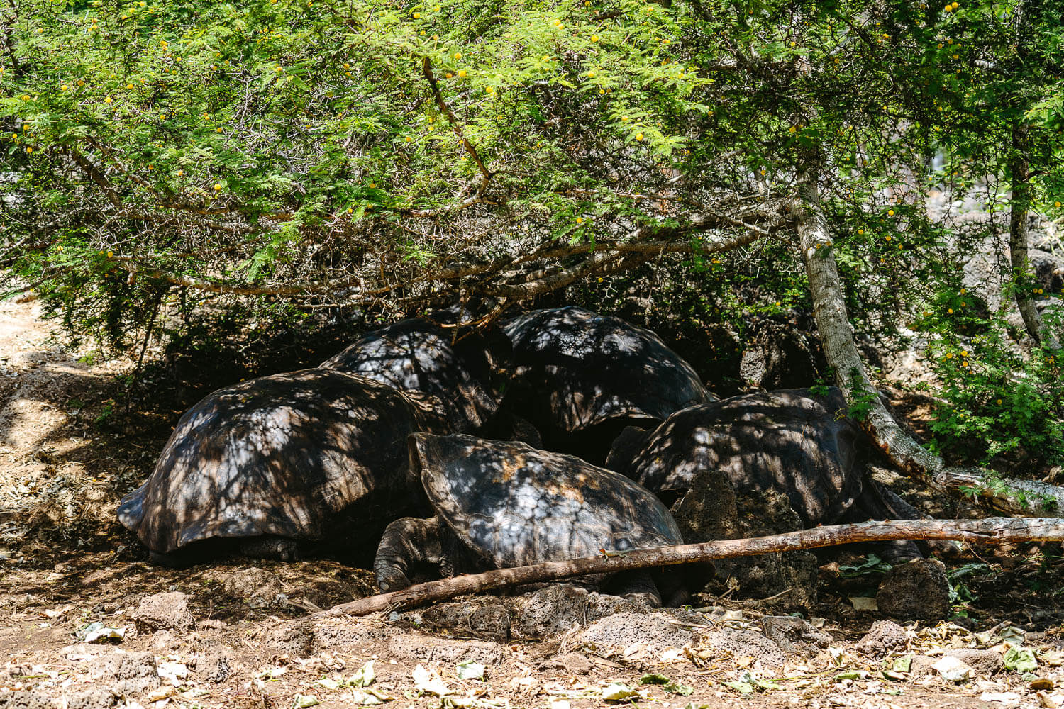 Sleeping Galapagueras in Santa Cruz island