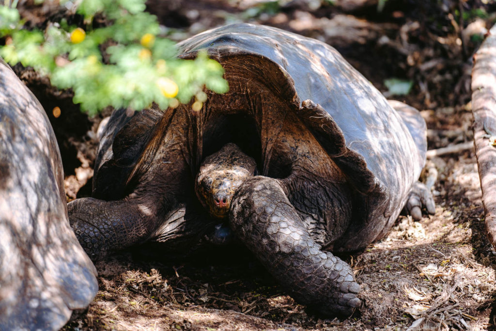 15 Free Things To Do in Santa Cruz, Galapagos: Without a Guide