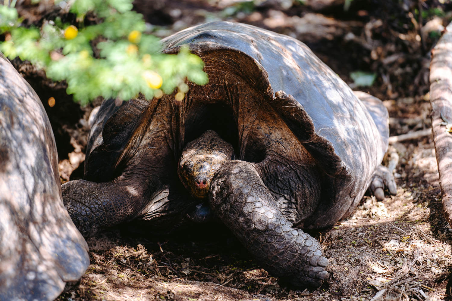 Giant tortoise at the Charles Darwin Research Station in Santa Cruz, Galápagos