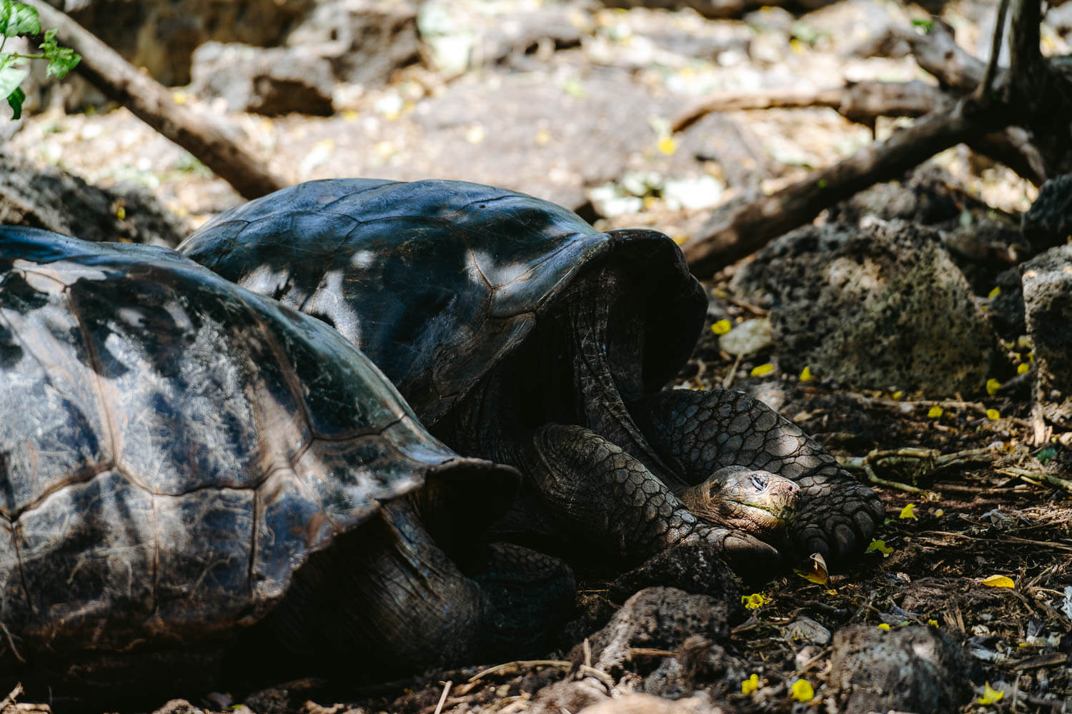 More sleeping giant tortoises