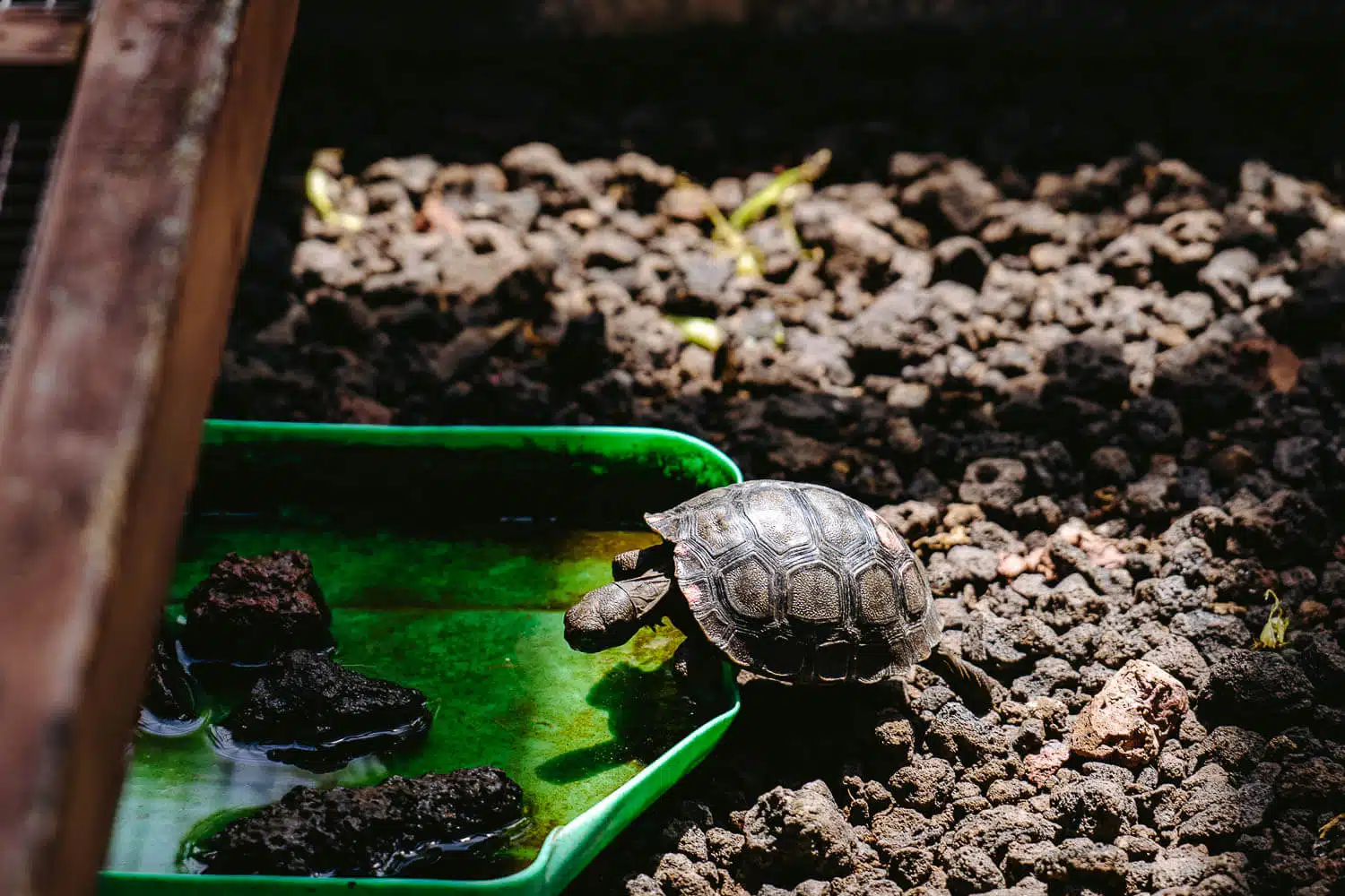 Baby turtle at the Charles Darwin Research Station