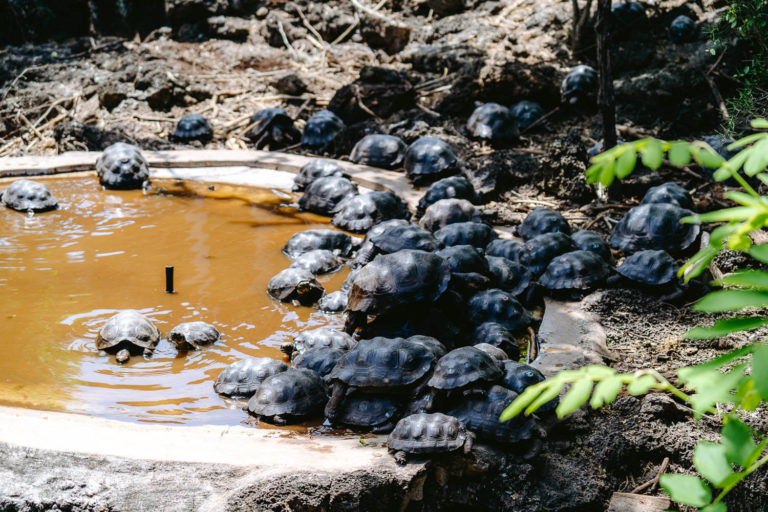 Charles Darwin Research Station in Santa Cruz, Galapagos