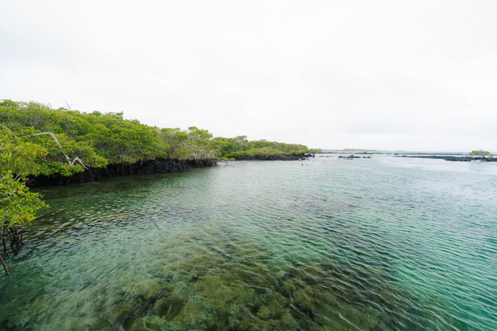 Concha de Perla lagoon in Isabela island