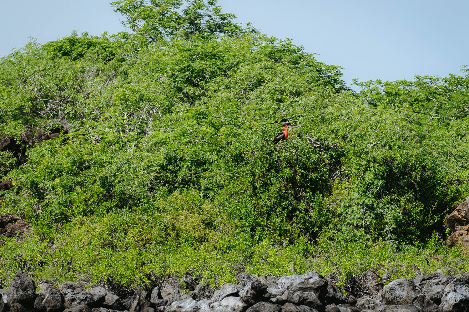 Frigate birds near Puerto Grande beach