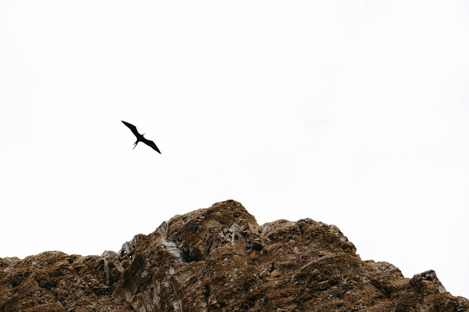 Frigatebird in Kicker Rock