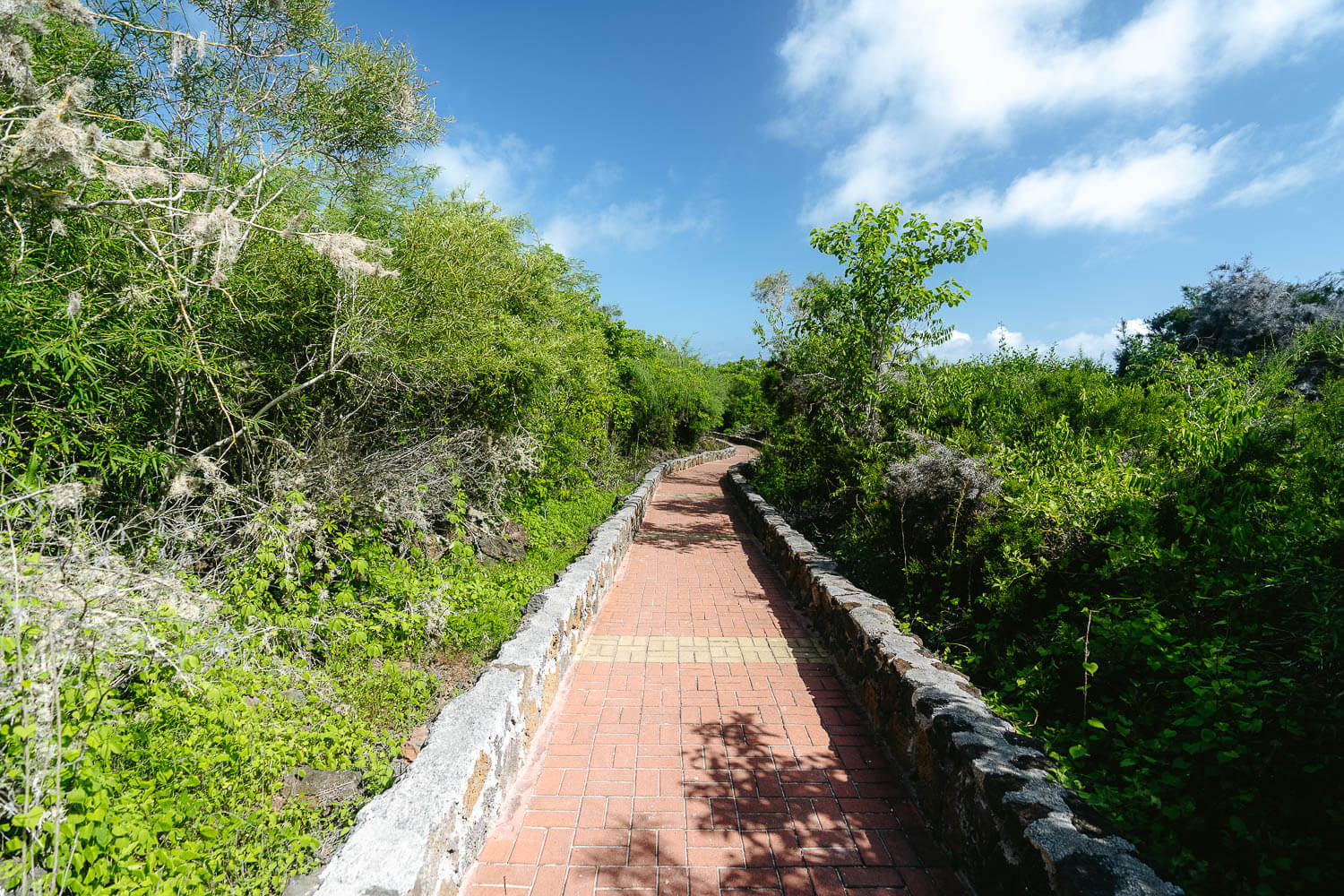 The paved path surrounded by vegetation