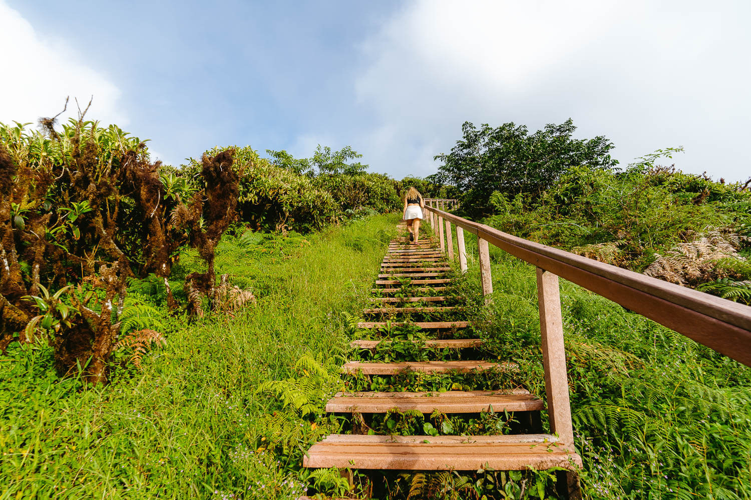 The wooden stairs before arriving at the crater on the Highlands Tour in San Cristobal