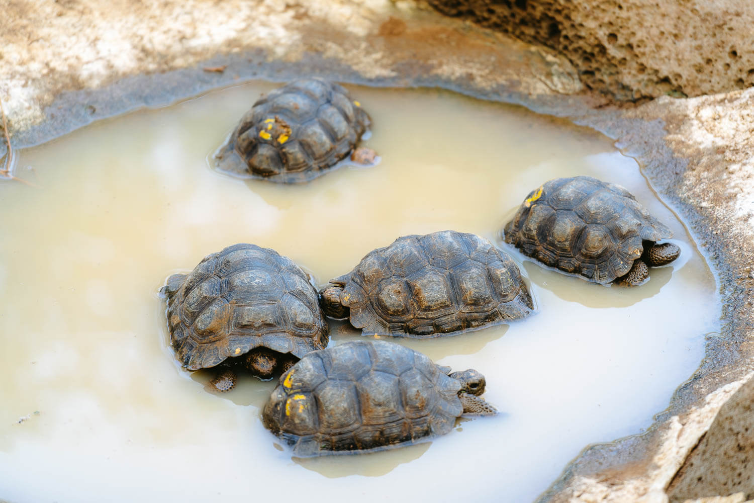 Juvenile Tortoises in "La Galapaguera"