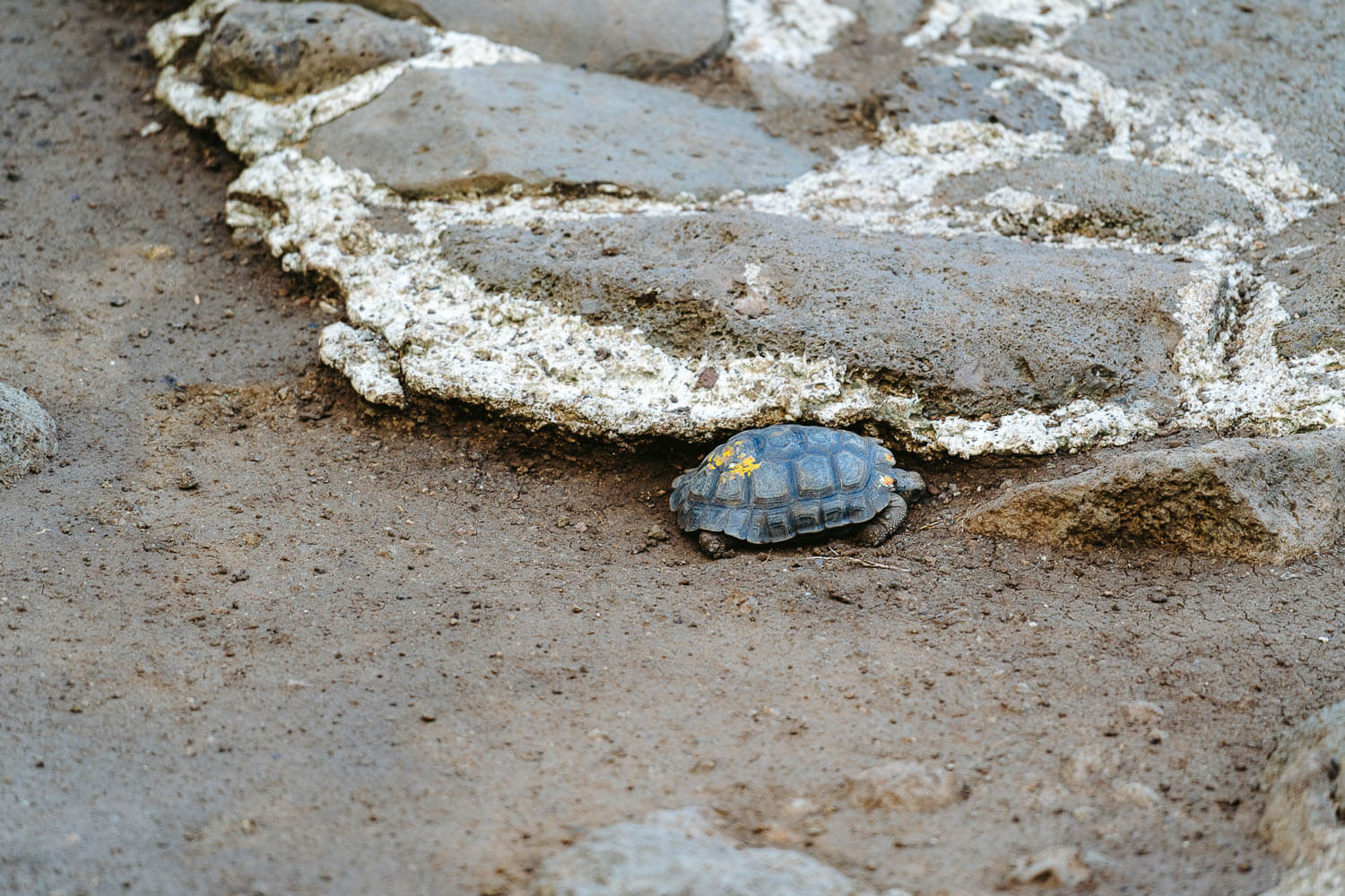 Juvenile tortoise in La Galapaguera