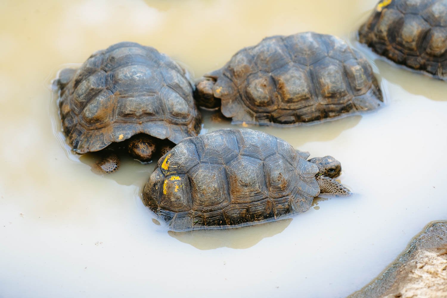 Juvenile tortoises at La Galapaguera on the Highlands Tour in San Cristobal