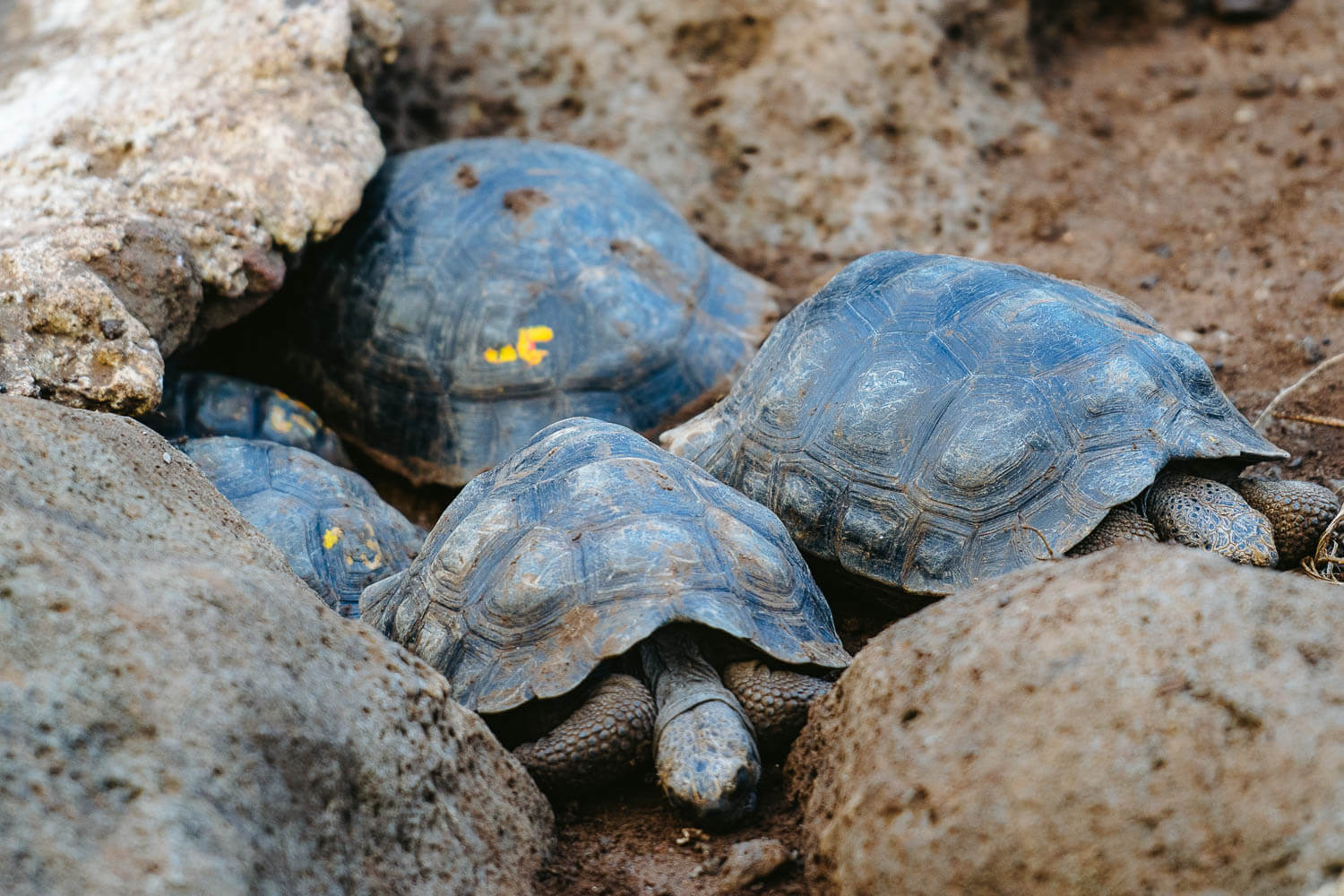 Juvenile Tortoises in "La Galapaguera" on the Highlands Tour in San Cristobal
