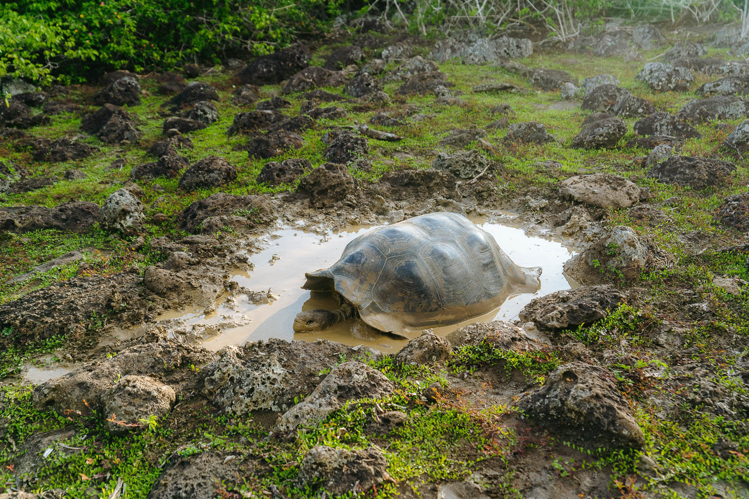 A giant tortoise in "La Galapaguera", part of the Highlands Tour