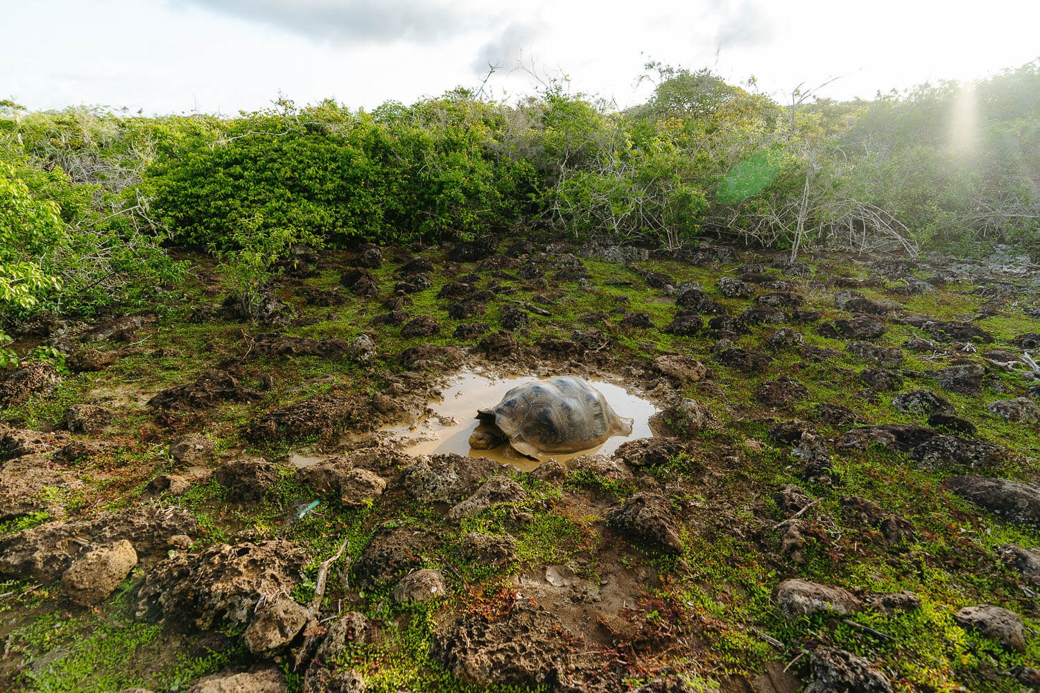 A giant tortoise in "La Galapaguera" part of the Highlands Tour in San Cristobal, Galápagos