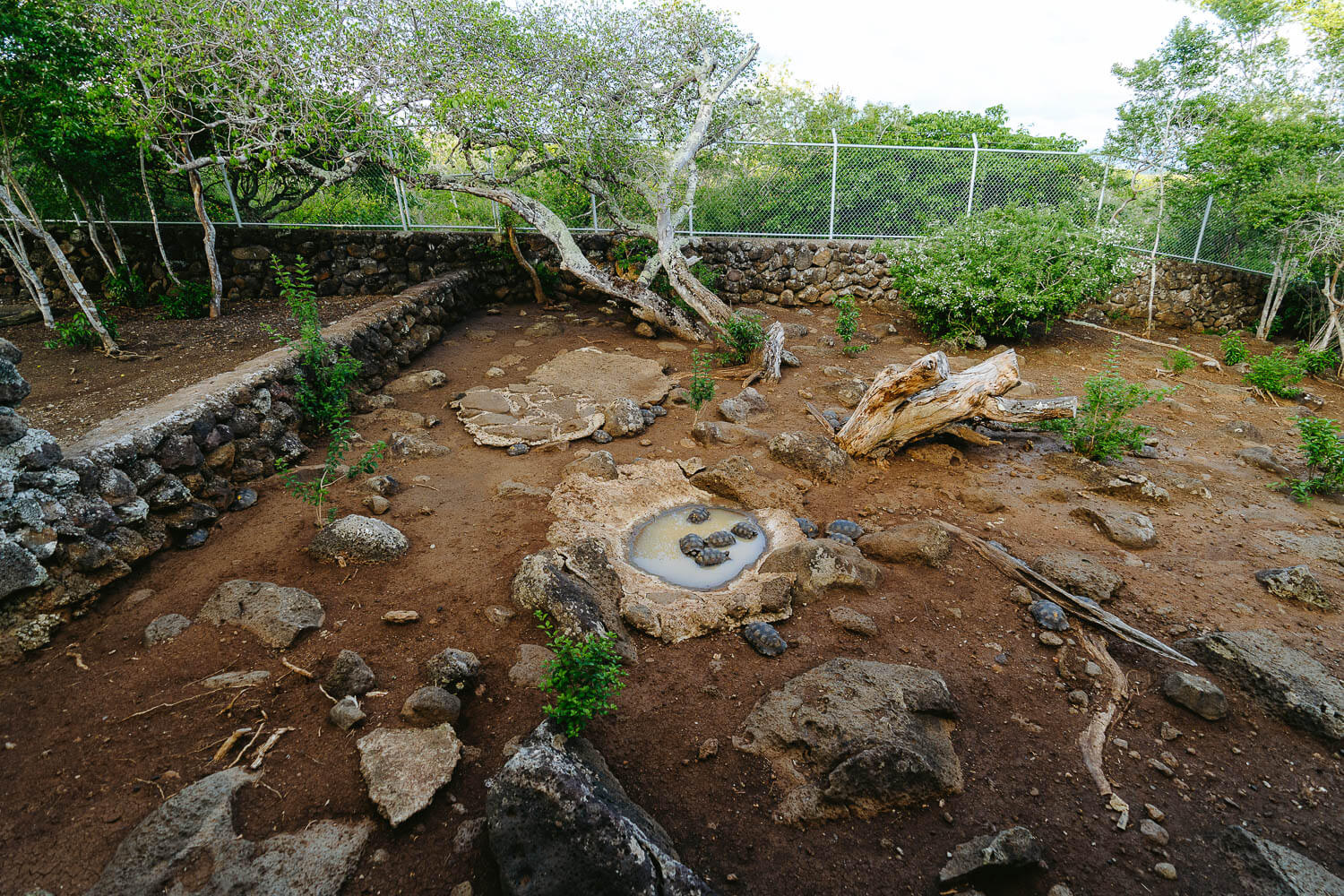 The juvenile tortoises area
