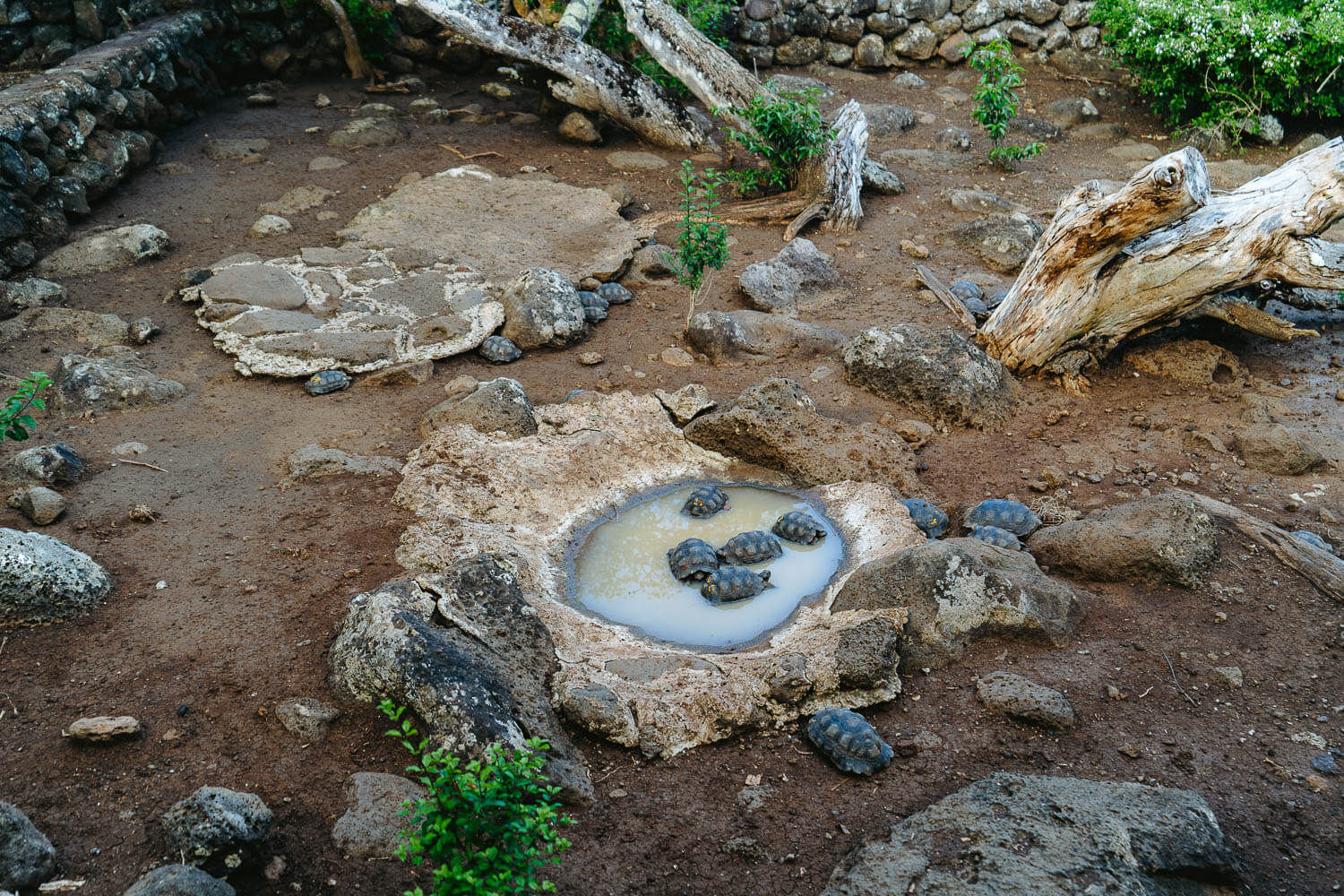 The juvenile tortoises area on the Highlands Tour in San Cristobal