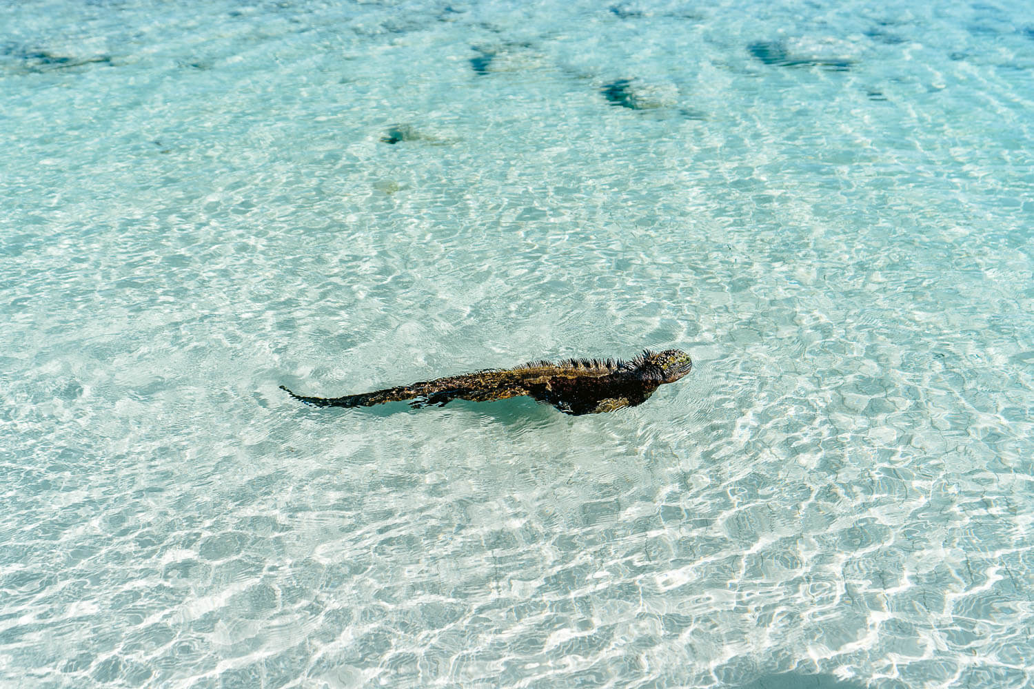 Marine iguana swimming in Tortuga Bay, Santa Cruz, Galápagos