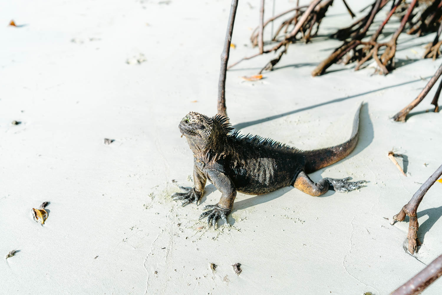 Sunbathing marine iguana