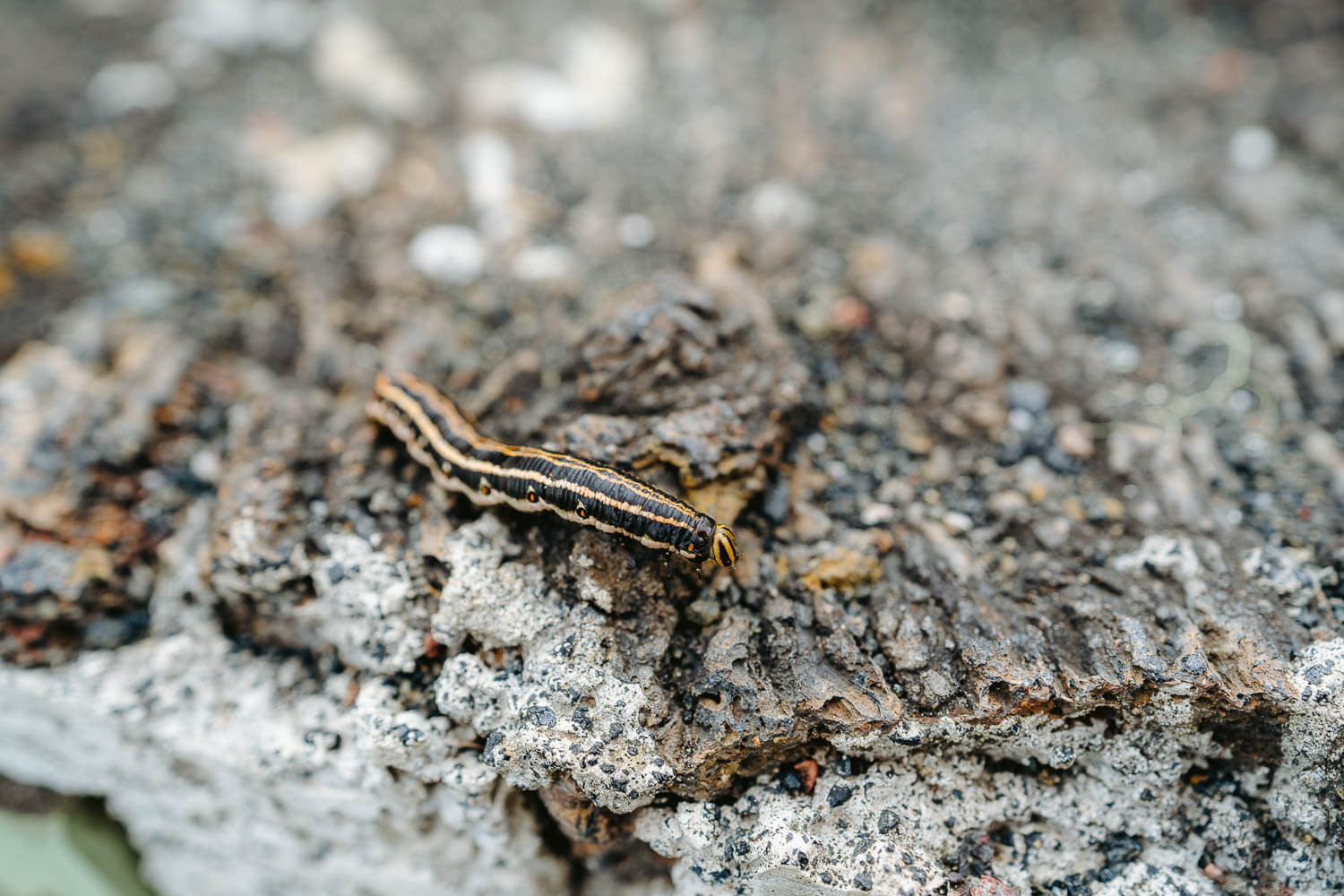 A caterpillar on the way up to Cerro Orchilla