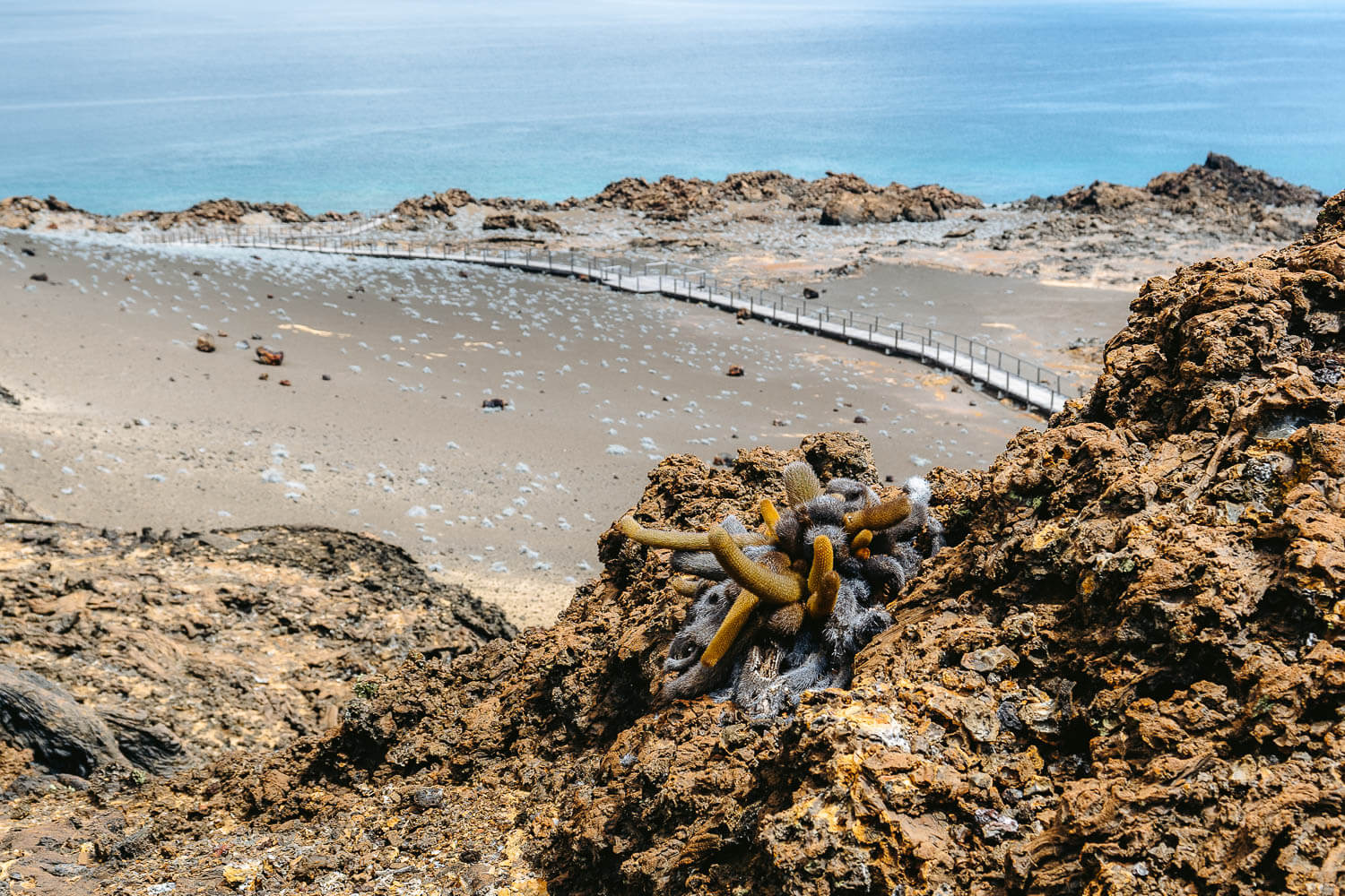 A cactus on the desolated Bartolome island