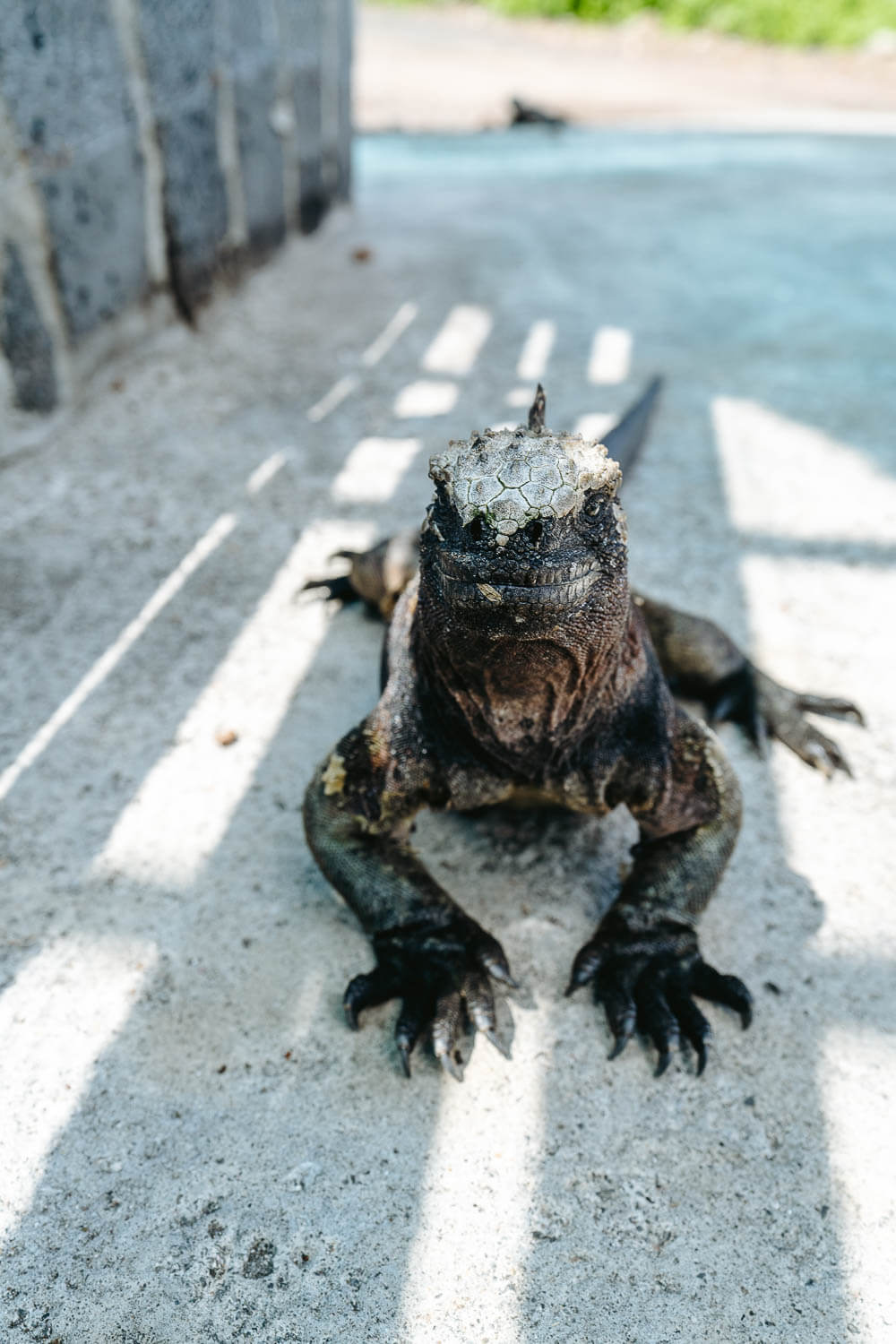 A marine iguana at the port of Floreana island