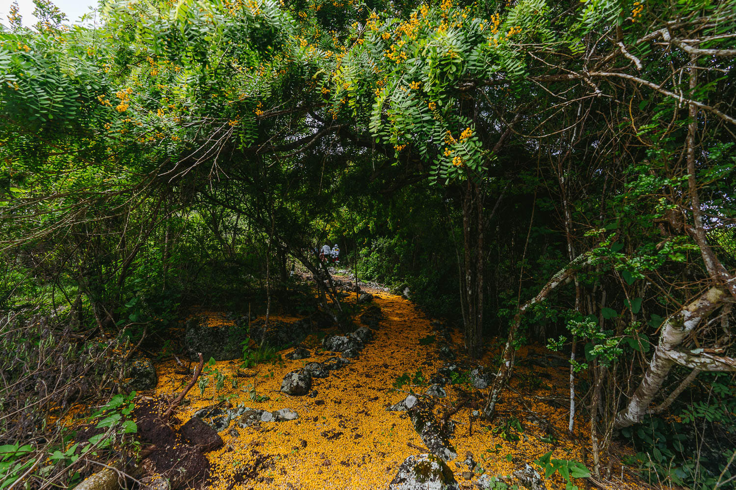 The beautiful orange flowers path