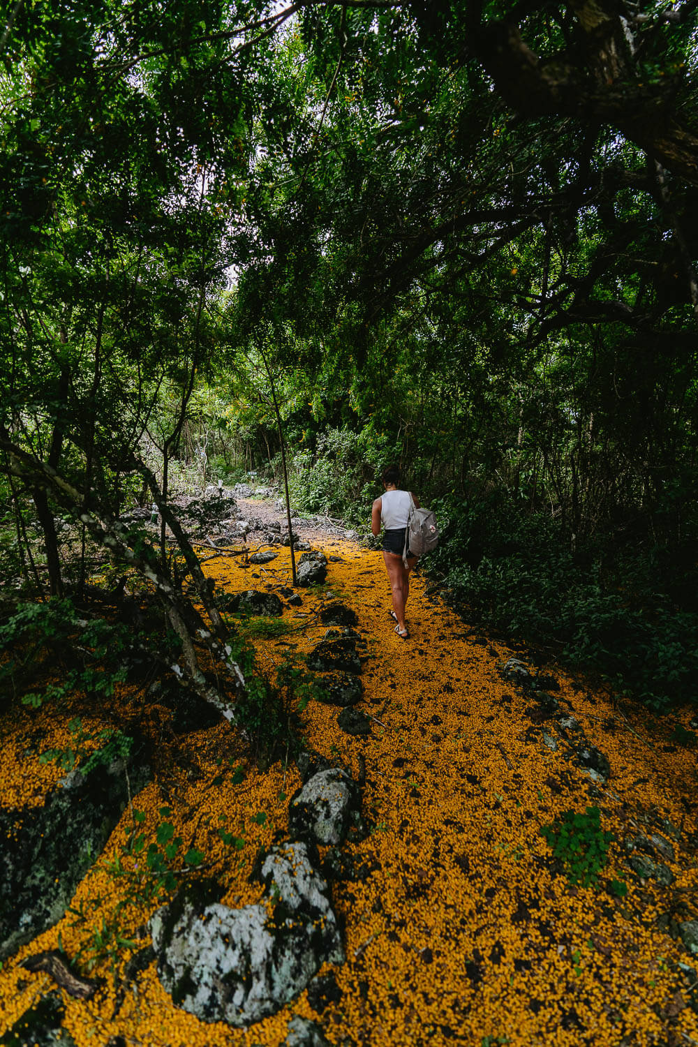 The orange path to the middle of the forest