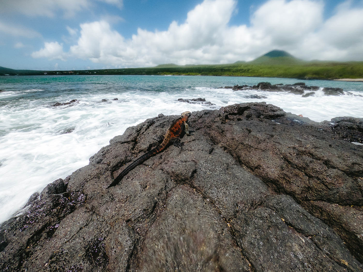 A marine iguana in Loberia beach in Floreana island