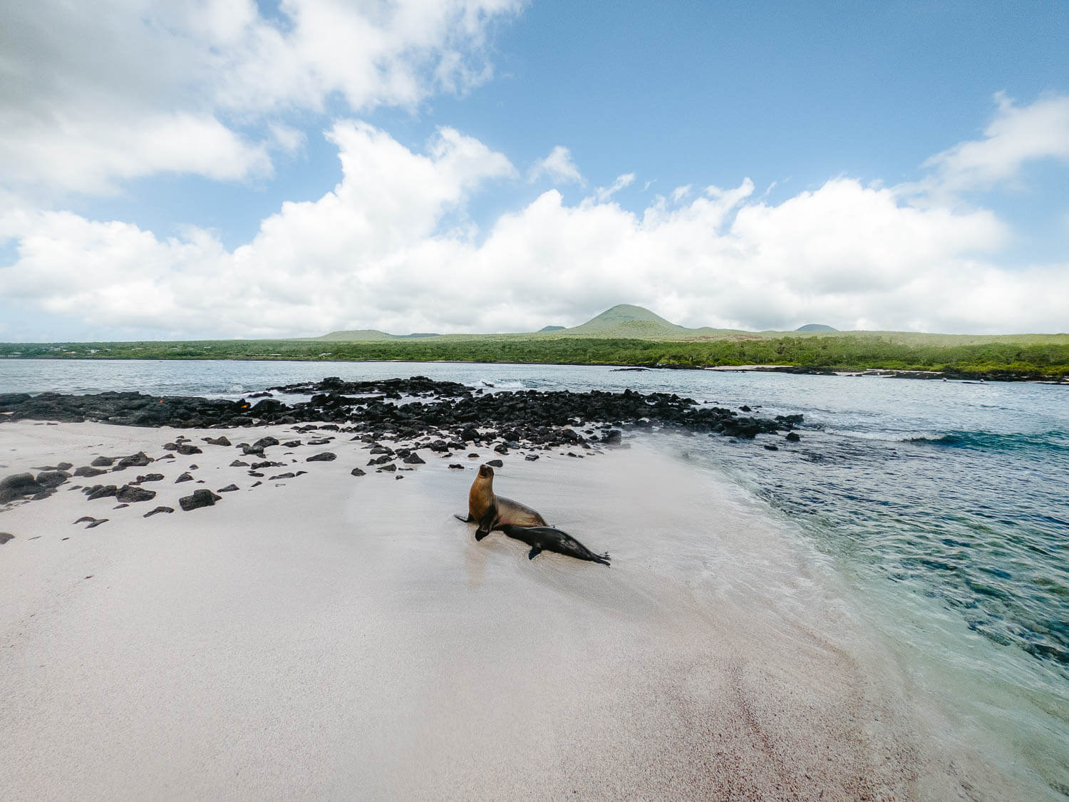 Sea lions family in Loberia beach