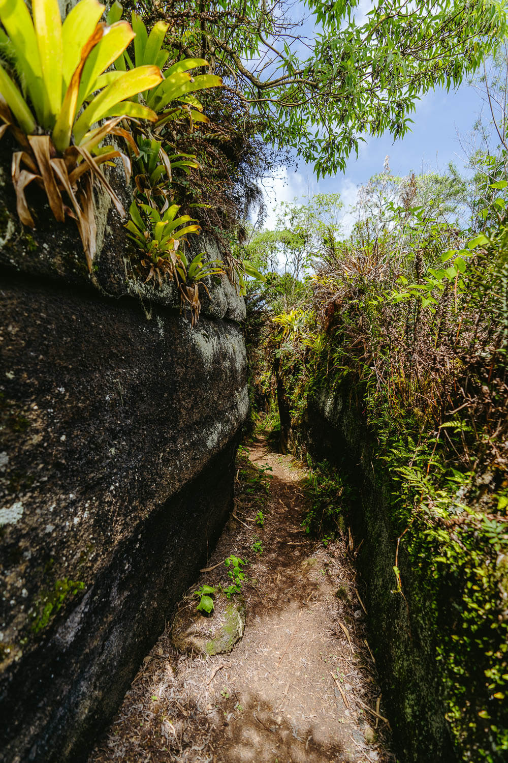 The lava labyrinth full with tropical vegetation